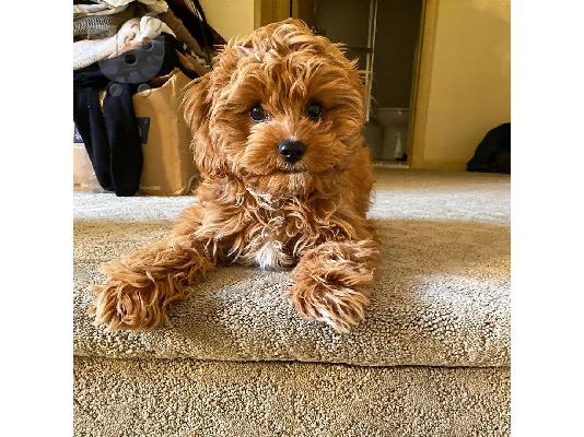 Πωλούνται κουτάβια Cavapoo.