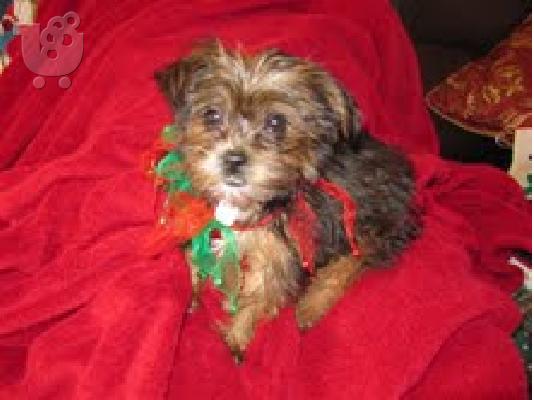 PoulaTo: lovely  puppy