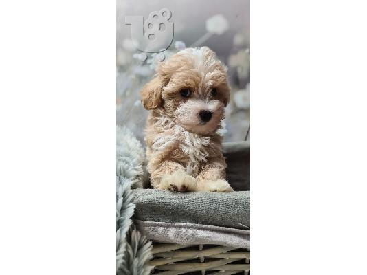 PoulaTo: Όμορφα κουτάβια Maltipoo