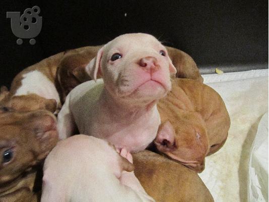 Pitbull rednose koutavia