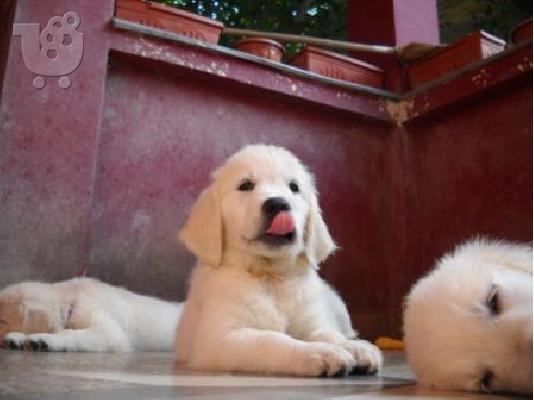 GOLDEN RETRIEVER