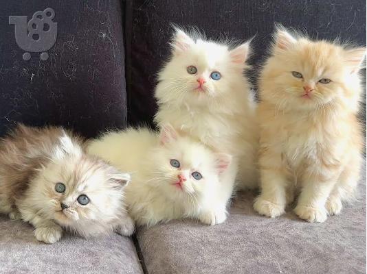PoulaTo: Ragdoll Kittens προς πώληση Αρσενικό/θηλυκό