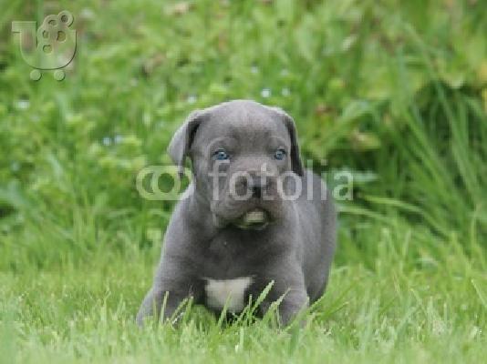 cane corso