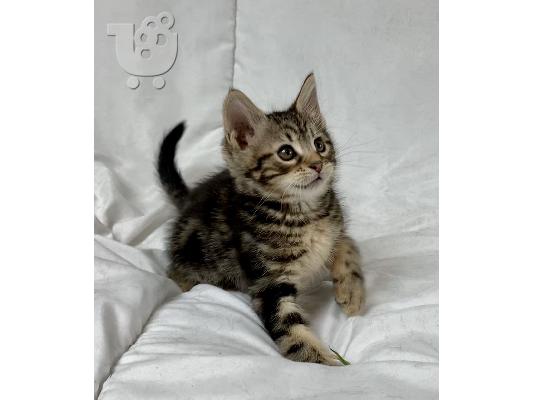 Lijepa maine Coon mačkica kontaktirajte me putem (whatsapp 32460219218) ili (viber 2376795...