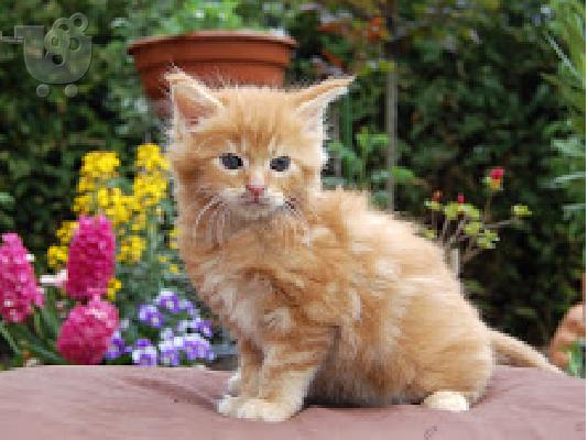 Maine Coon γατάκια για υιοθεσία
