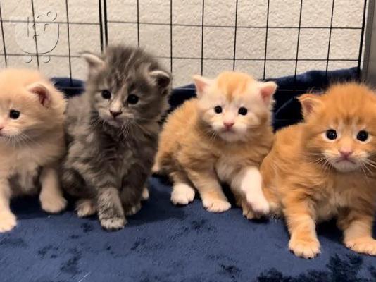 PoulaTo: πανέμορφα γατάκια Maine Coon