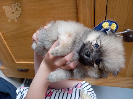 PoulaTo: Bueatiful Pomeranian κουτάβια