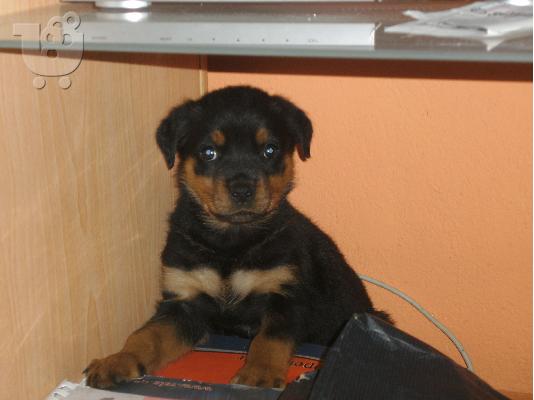 PoulaTo: rottweiler
