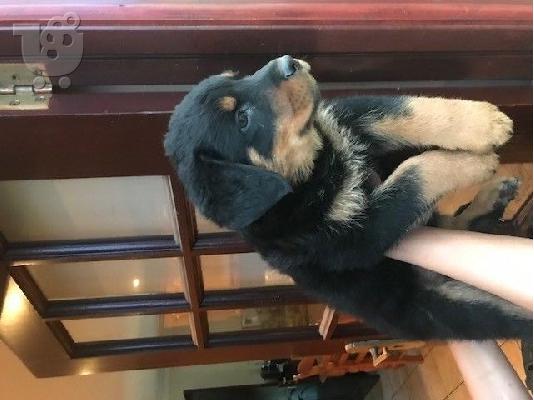 PoulaTo: Νίκαια και υγιή κουτάβια rottweiler διαθέσιμα