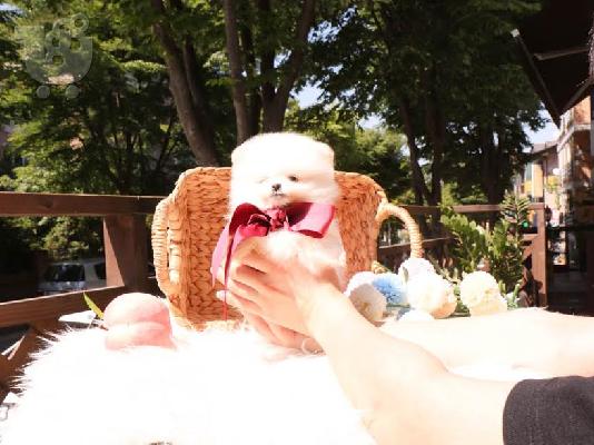PoulaTo: Υγιή Pomeranian Puppies Για υιοθεσία