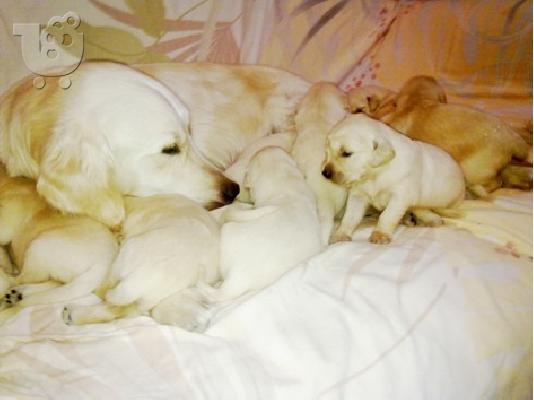 GOLDEN RETRIEVER ΚΟΥΤΑΒΙΑ