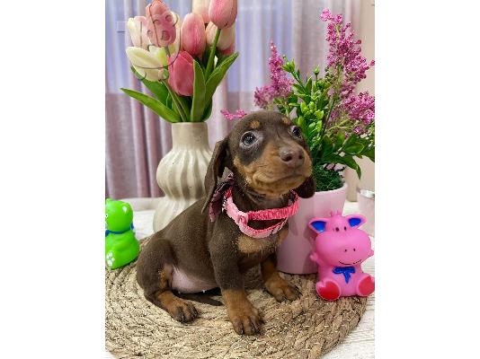 Νάνος Dachshund κουτάβια εξωτικού χρώματος