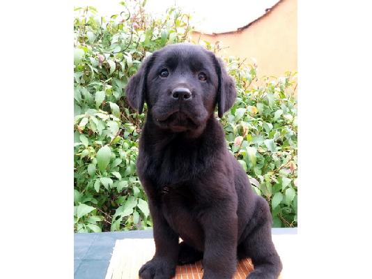Beautiful labrador retriever puppies