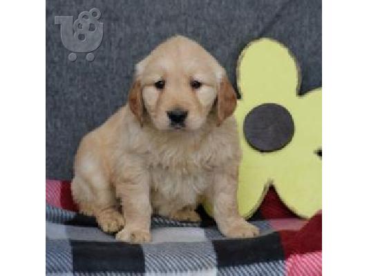 X μάζα τεριέ Golden Retriever