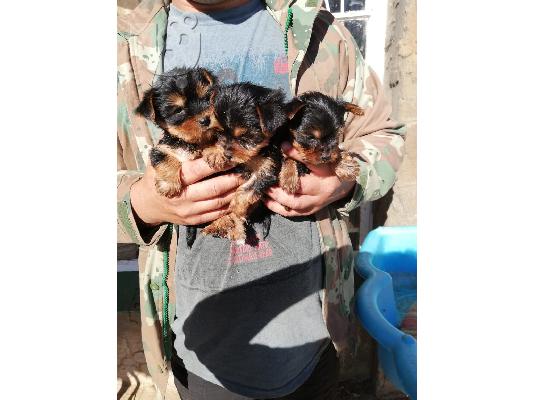 PoulaTo: καθαρόαιμο yorkshire terrier