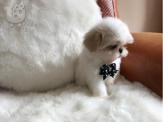 Απόλυτη cutie, μικρό κουτάβι Shih Tzu έτοιμο τώρα