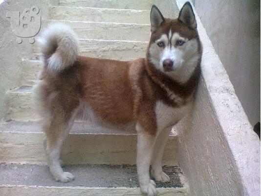 SIBERIAN HUSKY