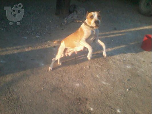 pitboul red nose