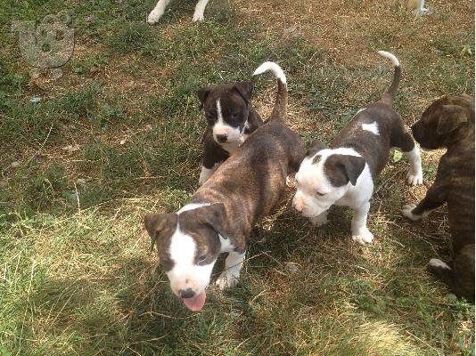 PoulaTo: pit bull