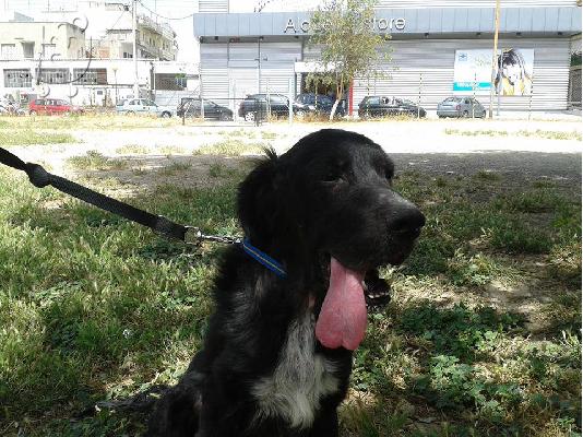ΑΧΙΛΛΕΑΣ ΗΜΙΑΙΜΟ ΣΕΤΤΕΡ ΑΡ ΠΡΩΤ 4247/02