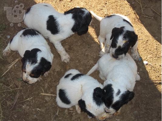 polounte koutavia setter....
