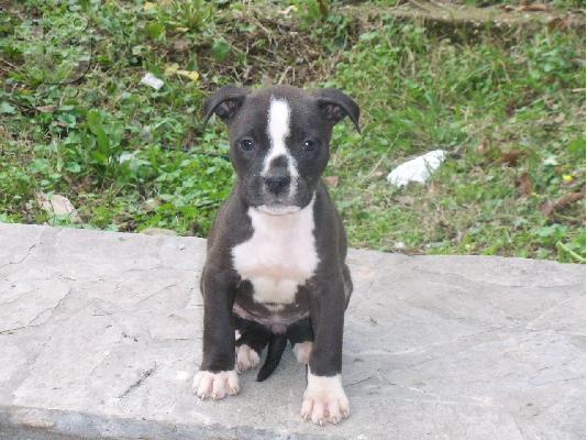 american pit bull