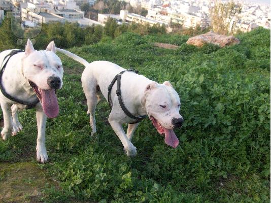 PoulaTo: ΠΩΛΟΥΝΤΑΙ ΚΑΘΑΡΟΑΙΜΑ ΚΟΥΤΑΒΙΑ DOGO ARGENTINO