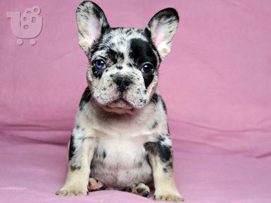 PoulaTo: French bulldog Hyena