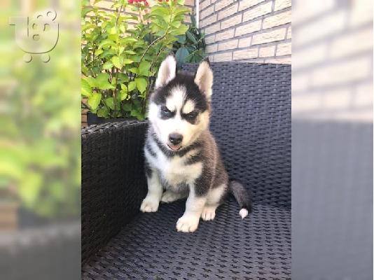 PoulaTo: Σιβηρικός Husky Puppy, Γυναίκα