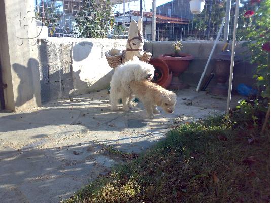 ΜΑΛΤΕΖΑΚΙΑ ΚΑΘΑΡΟΑΙΜΑ ΙΔΑΝΙΚΑ ΓΙΑ ΣΠΙΤΙ!! Μαλτέζικος...