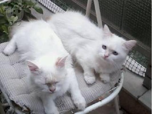 PoulaTo: Teleia gatakia Ragdoll