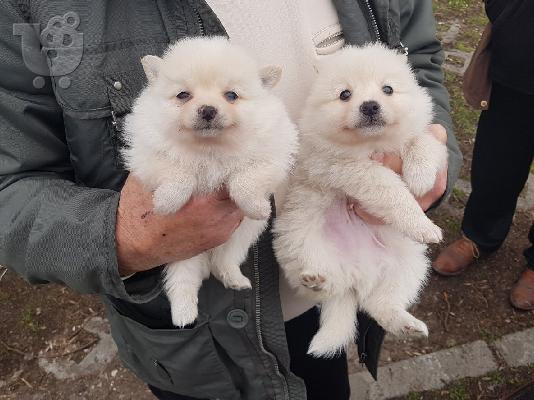 Πολύ παιχνιδιάρικο κουτάβια chihuahua χαριτωμένο