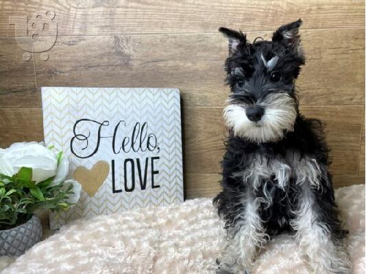 PoulaTo: Schnauzer mini - Σνάουτσερ μινι