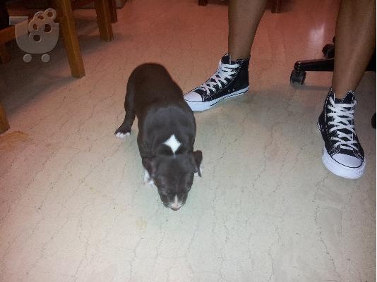Pit bull