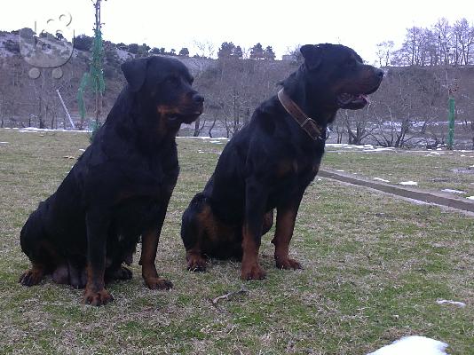 PoulaTo: koutavia ROTTWEILER