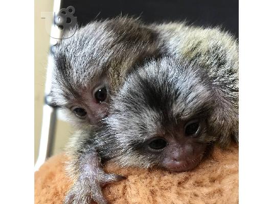 PoulaTo: Marmosets Monkeys Διαθέσιμα τώρα