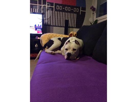 Pit Bull