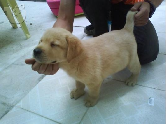 ΠΩΛΟΥΝΤΑΙ LABRADOR RETRIEVER-ΚΑΘΑΡΟΑΙΜΑ ΚΟΥΤΑΒΙΑ