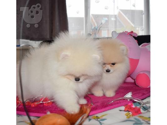 PoulaTo: Δύο φοβερό Pomeranian κουτάβια
