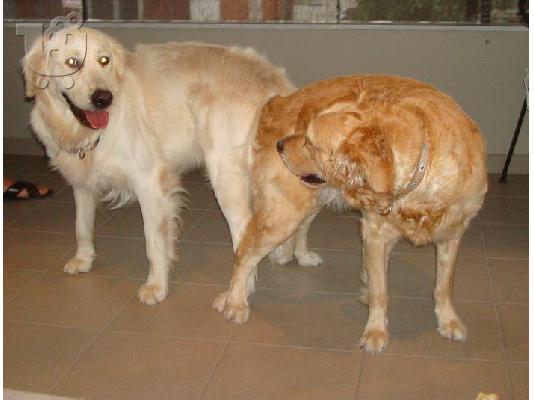 Πωλούνται κουτάβια Golden Retriever (Χρυσός Θηραματοφόρος) Χρυσός Θηραματοφόρος...