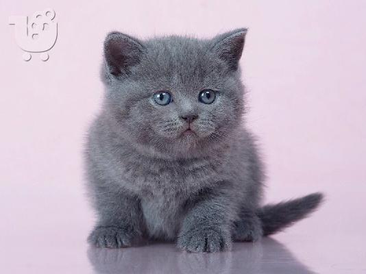 PoulaTo: British Short Haired Kittens