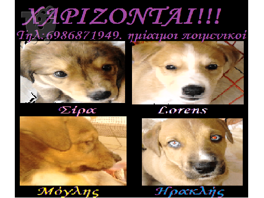 ΧΑΡΊΖΟΝΤΑΙ!!!