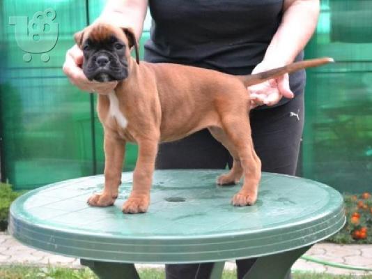 BOXER