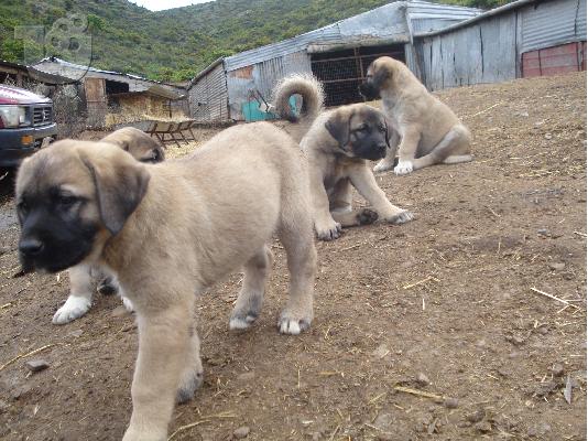 PoulaTo: KANGAL dog