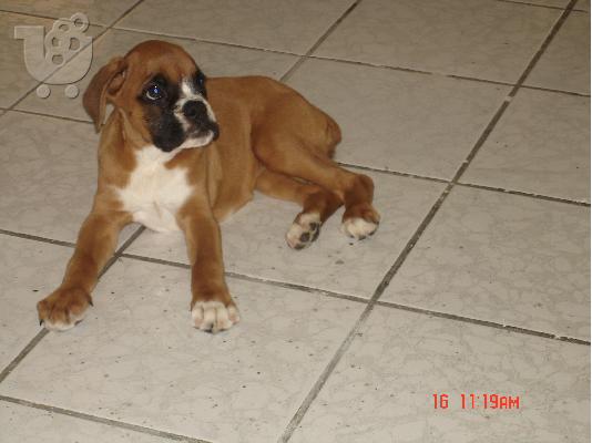 BOXER Μπόξερ