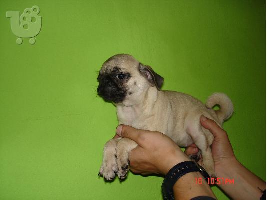 PoulaTo: PUG Παγκ