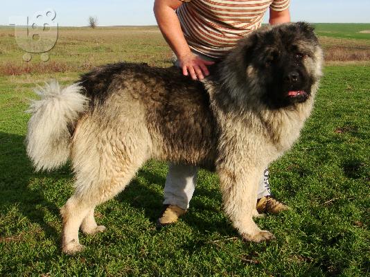 caucasian dog 4 minwn 