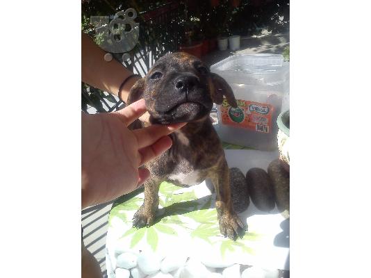 pit bull me dogo argentino