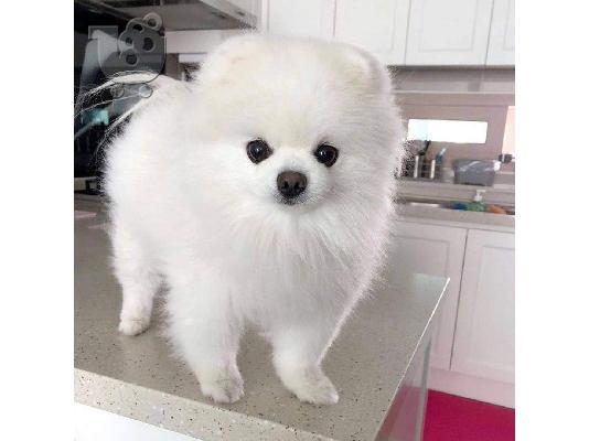 PoulaTo: υπέροχα κουτάβια Pomeranian