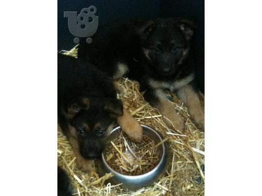 ΓΕΡΜΑΝΙΚΑ ΠΟΙΜΕΝΙΚΑ -GERMAN SHEPHERD